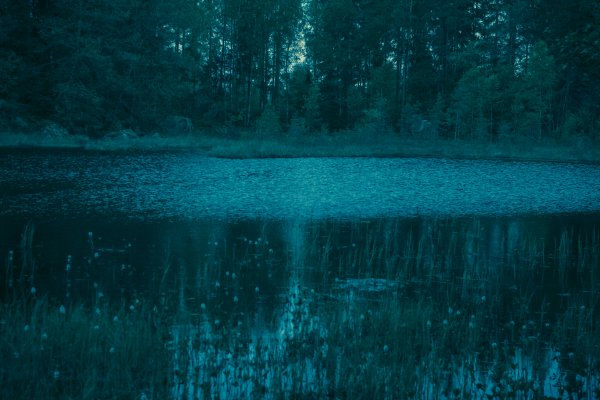 Темный лес озеро