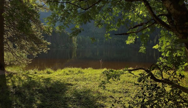 Обои лето вечер лес