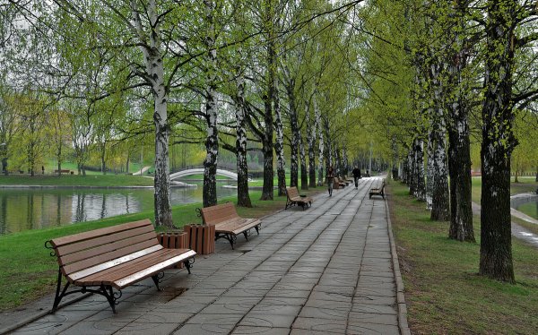 Березовая аллея Березники