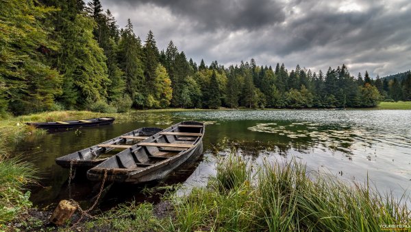 Лодка в лесу