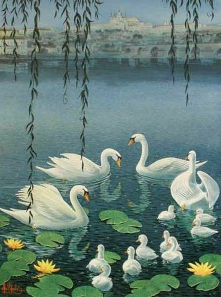 Лебеди на пруду с кувшинками