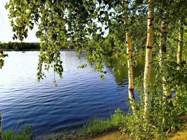 Береза повислая над рекой