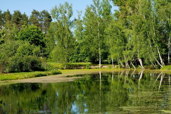 Березовая роща с озером