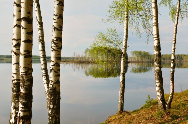 Пейзаж береза Березовая роща озеро