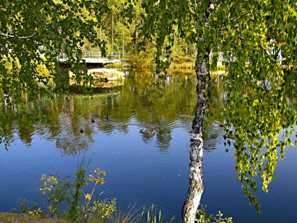 Березовая роща Новомосковск