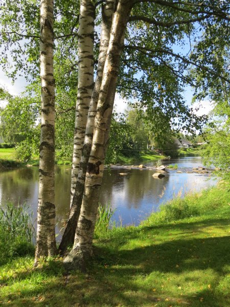 Березовая роща около реки Таруса