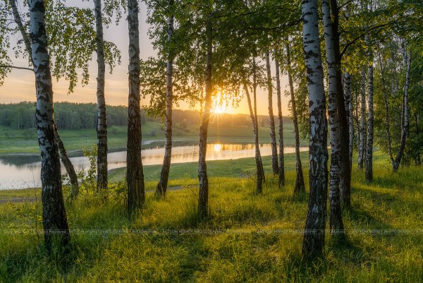 Роща невест Курск природа