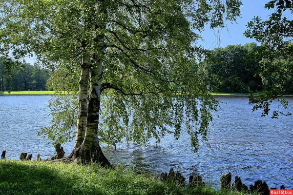 Береза плакучая Плес