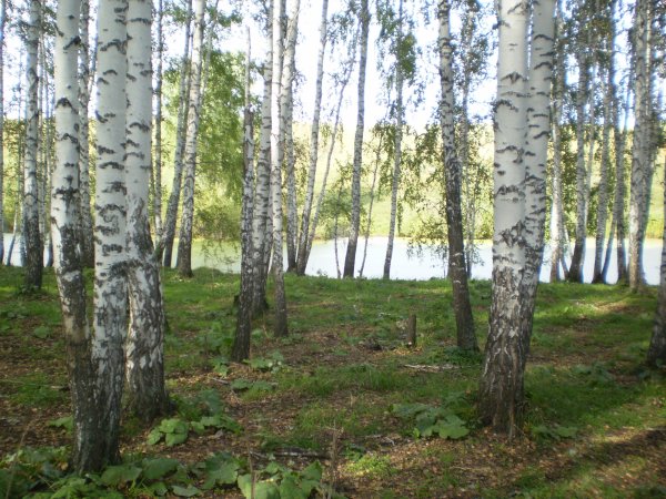 Березовая роща Барнаул