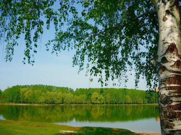 Берёзовая роща и река