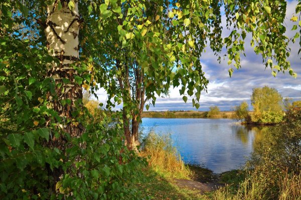 Березовая роща деревня река