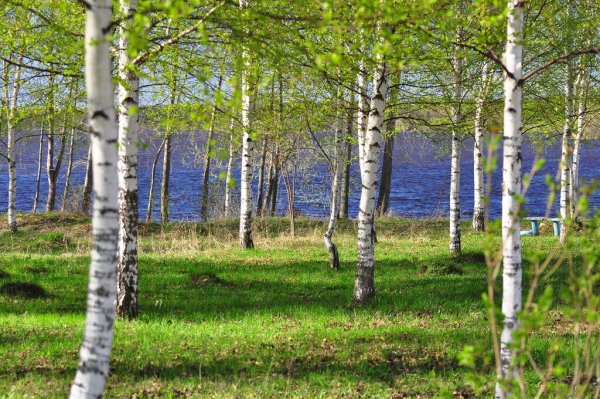 Березка весной