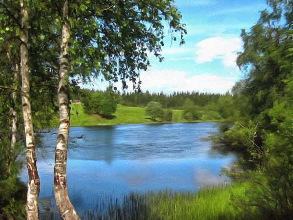 Березовая роща Селигер