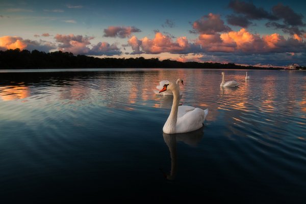 Закат на озере лебедями
