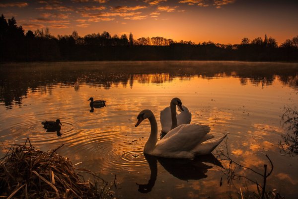 Лебеди на закате