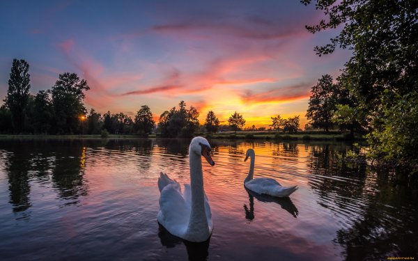 Лебединое озеро Белгород