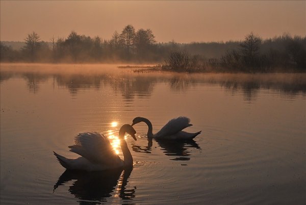 Лебеди над озером