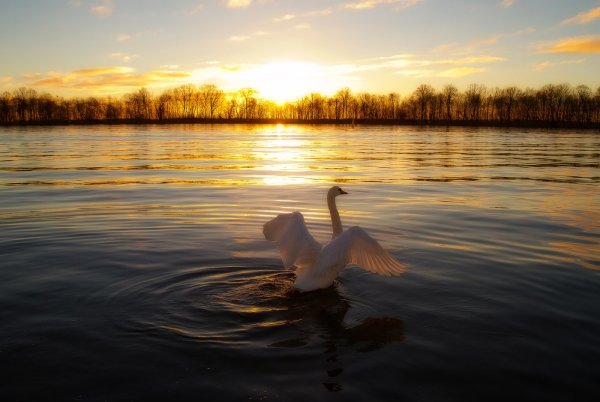 Лебеди над озером