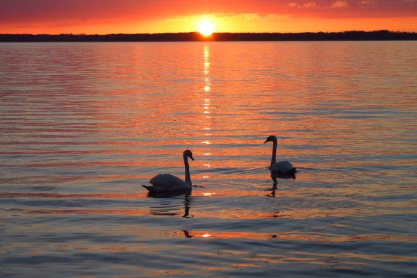 Закат на озере лебедями