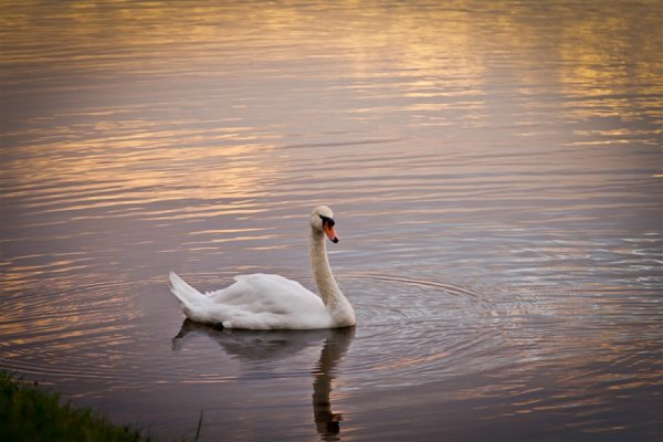 Одинокий лебедь на пруду