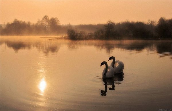 Лебеди озеро утро