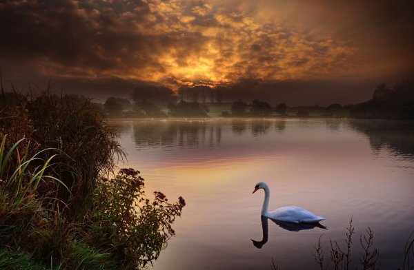 Лебеди на озере