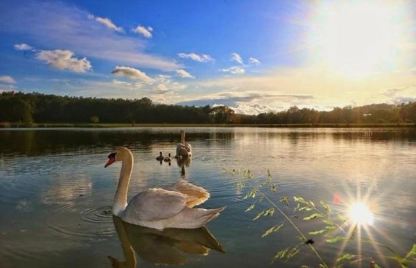 Лебедь у вечернего озера