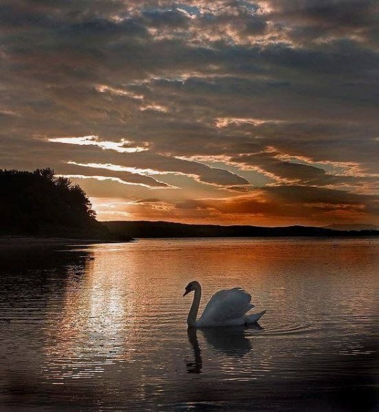 Лебеди на закате