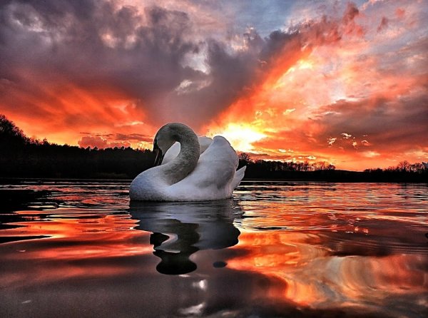 Лебеди на закате