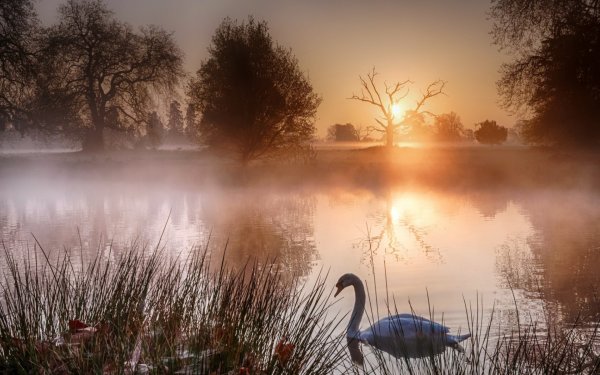 Туман над озером