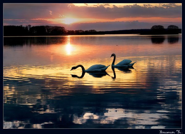 Лебеди на озере ночью