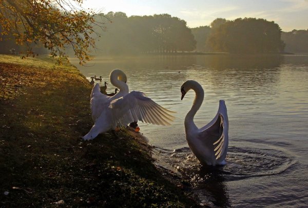 Красивая природа с лебедями