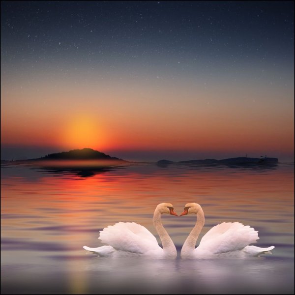 Красивый закат лебеди