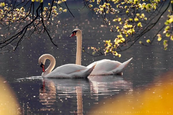 Весна лебеди на озере