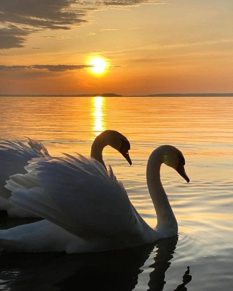 Пара лебедей