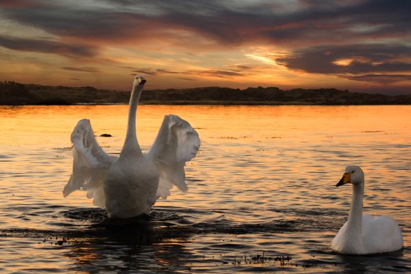 Лебедь на солнце