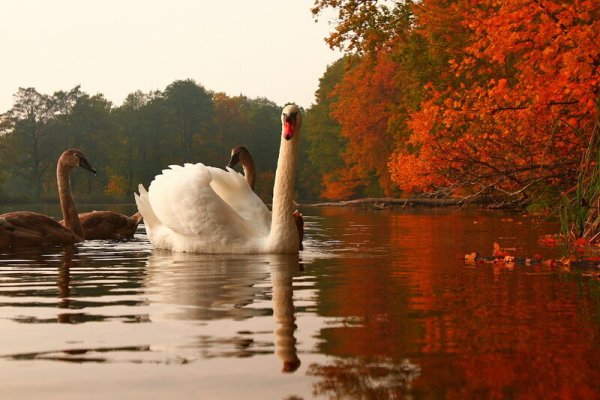 Осенний пейзаж с лебедями