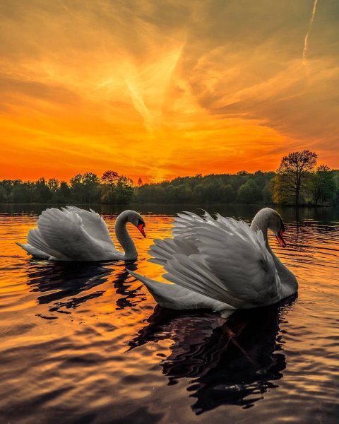 Влюбленные лебеди на закате