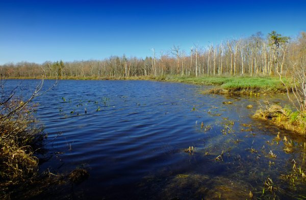 Озеро Болотное Выборгский