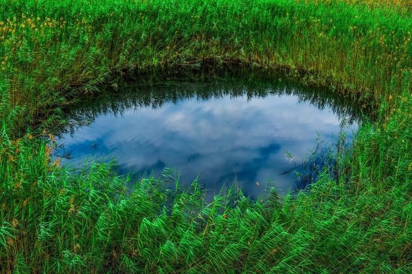 Болотный бочаг