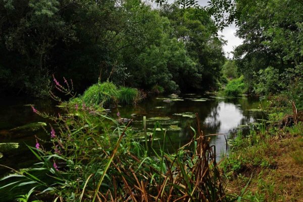 Дубравы Воронежской области