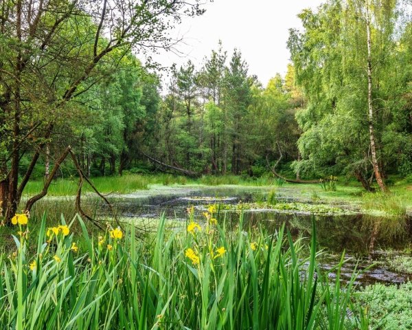 Лесная опушка болотце