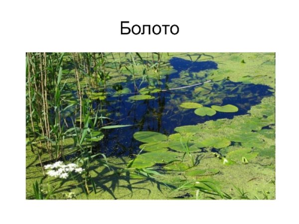 Трясина водоем