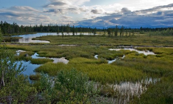 Болота Кольского полуострова