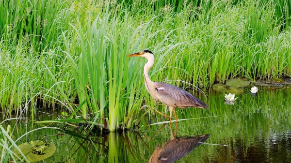 Озеро Цаплинник