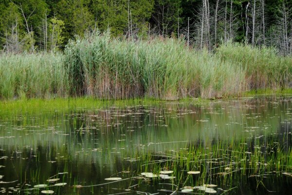 Болотная Топь