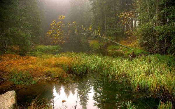 Лесные ручьи Поляны России