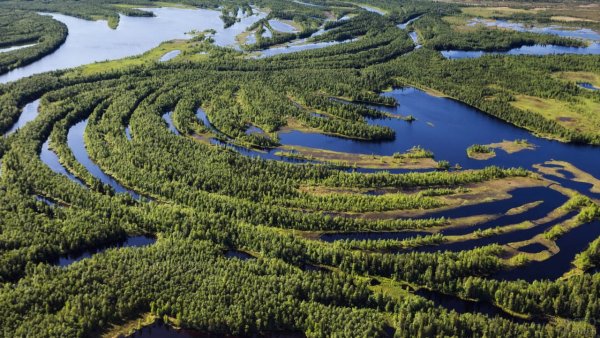 Тайга Васюганские болота