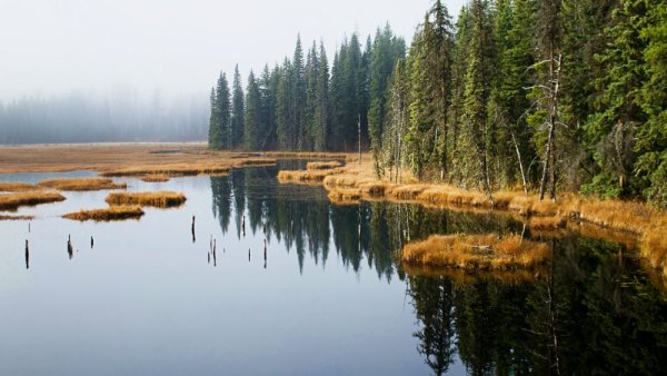 Болото в Республике Коми