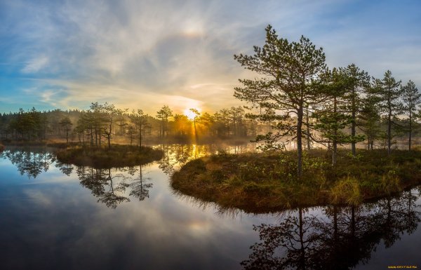 Озеро в соснах в Ленинградской области